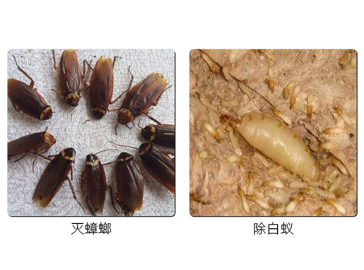 灭蟑螂，除白蚁