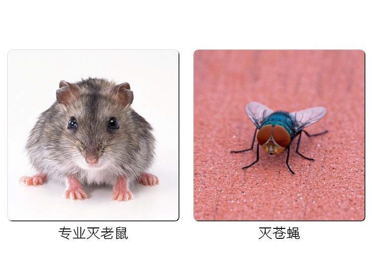 专业灭老鼠，灭苍蝇